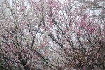 20150407ゲンペイモモ	源平桃	"Prunus persica ‛Genpei’"	4月